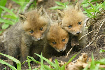 子狐の兄弟