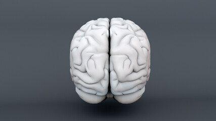 Humain brain anatomical Model, medical 3d illustration