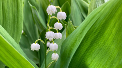Fototapeta premium Lily of the valley blooming