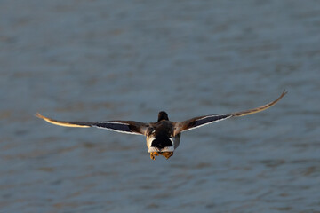 wild duck flying, seen in the wild in a North California marsh