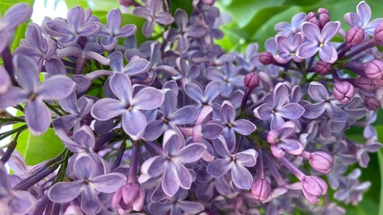 blooming lilac branch in spring