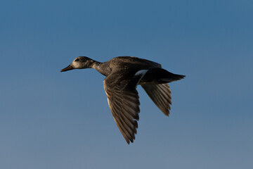 wild duck flying, seen in the wild in a North California marsh
