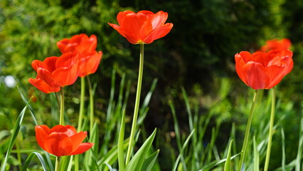 Obraz premium spring blooming tulips many colors of tulips