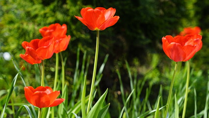 spring blooming tulips many colors of tulips