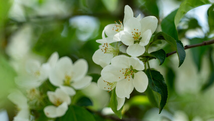 spring blooming of gardens on a Sunny day