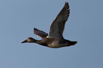 wild duck flying, seen in the wild in a North California marsh