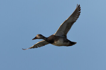 Fototapeta na wymiar wild duck flying, seen in the wild in a North California marsh