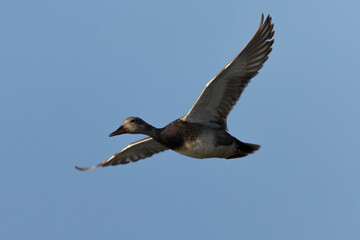 wild duck flying, seen in the wild in a North California marsh