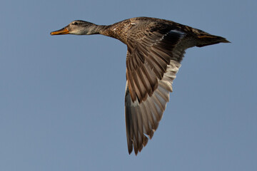 wild duck flying, seen in the wild in a North California marsh