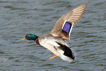 wild duck flying, seen in the wild in a North California marsh