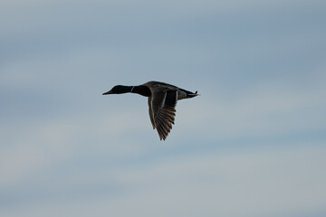 Obraz premium wild duck flying, seen in the wild in a North California marsh