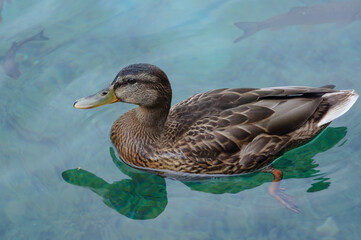 a young duck on the water