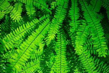 fern leaf background