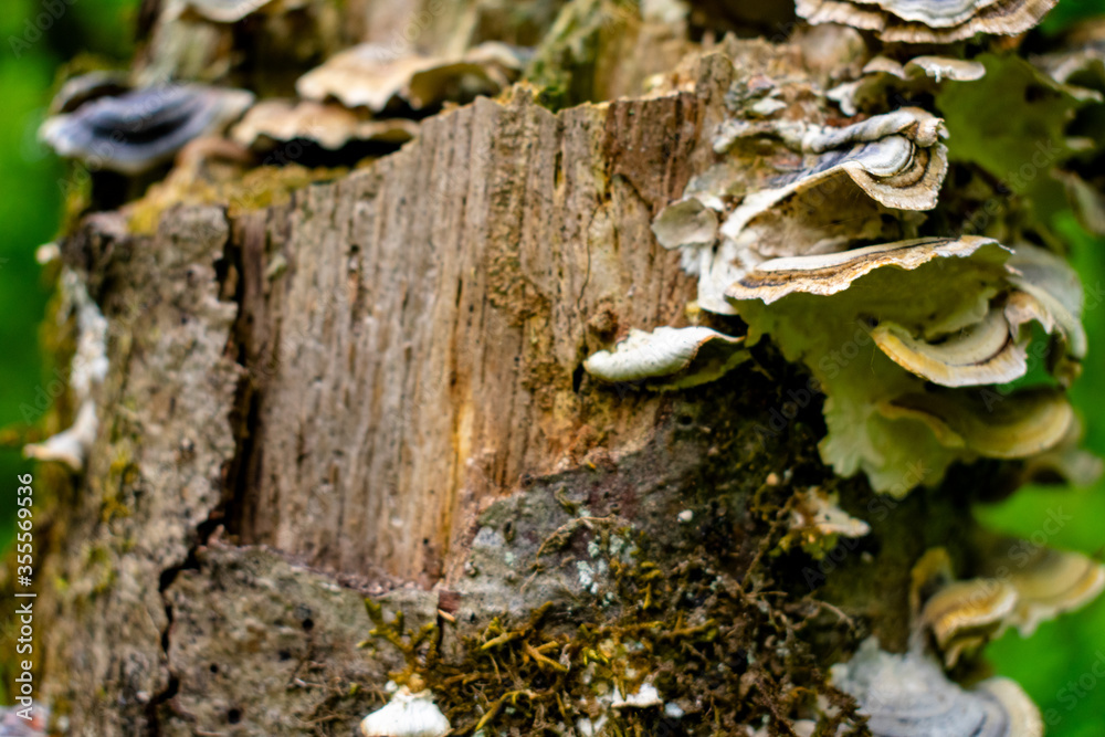 Wall mural macro mushrooms in the oregon forest 2