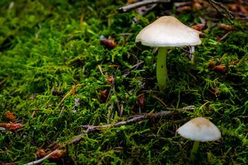 mushrooms in the Oregon forest