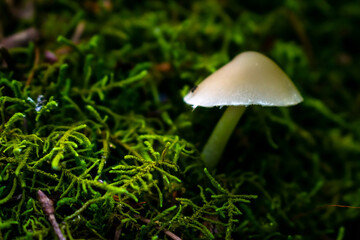 mushroom in the moss
