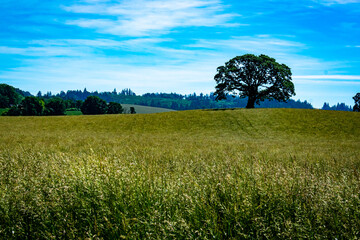 old oak tree in a green field with blue sky in Oregon