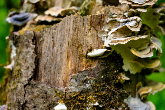 macro mushrooms in the oregon forest 2