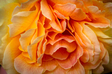 rose close up