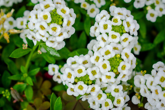 white flowers in the forest