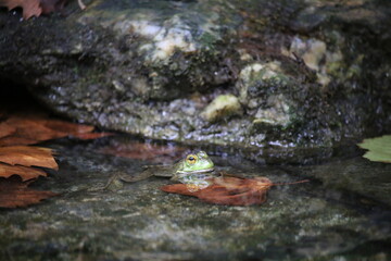 Fototapeta na wymiar Frog in the Pond