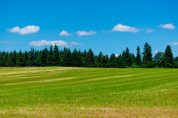 Oregon treeline