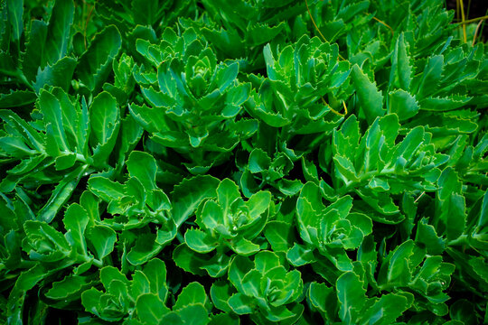 fresh green leaves