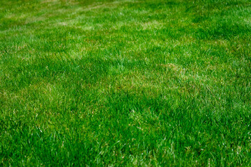 green grass background