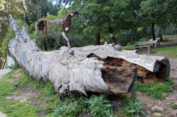 Felled broken old big  tree lies on the ground.