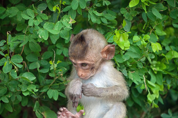 可愛いサル