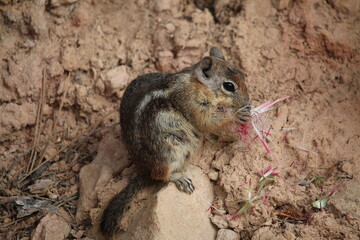 squirrel eating flower