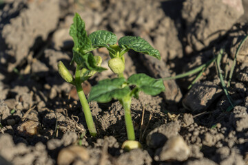 Planta de judias verdes creciendo en la tierra en verano 
