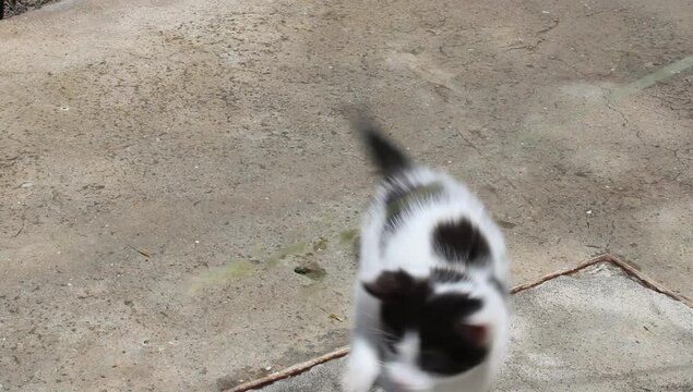 Dos gatitos jugando con una hoja 