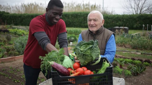 Smiling senior man friendly talking to his African American neighbor at vegetable garden
