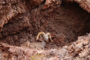 Ram in the mountains