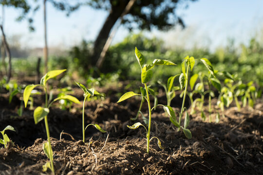 Planta de pimiento floreciendo en la tierra en verano en detalle "Capsicum baccatum"