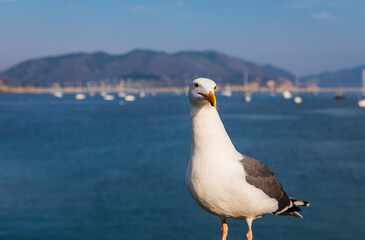 A Seagull Looks On