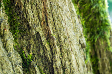 Green ivy on tree body