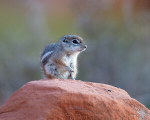 Harris's Antelope Squirrel perched on a red rock at Valley of Fire State Park.
