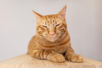 Fototapeta na wymiar Orange cat relaxing