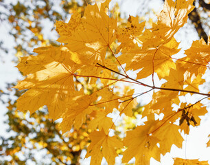Beautiful yellow maple leaves on sunny day and blurry background. Golden autumn in city park.  Close up,  macro shot. Fall Scene.