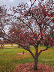 Naklejka premium Autumn tree in the park