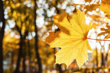 Obraz premium Beautiful yellow maple leaves on sunny day and blurry background. Golden autumn in city park. Close up, macro shot. Fall Scene.