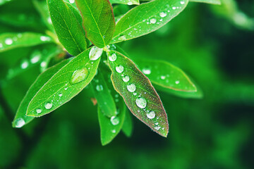 green leaf with water drops after rain, closeup