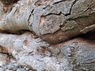 tree bark texture