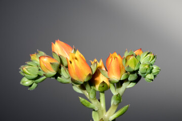 Flowers in orange
