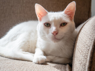 Obraz premium White cat with green eyes lounging on on a beige couch in the sunlight