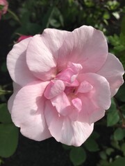 pretty light pink rose in the afternoon