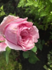 beautiful light pink rose in the afternoon