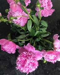 pink peony flowers
